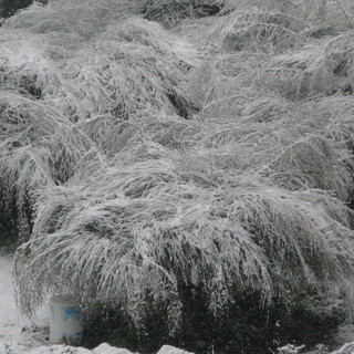 Neve e ghiaccio sui campi agricoli: la preoccupazione dell'Anga di Imperia Neve e ghiaccio sui campi agricoli: la preoccupazione dell'Anga di Imperia