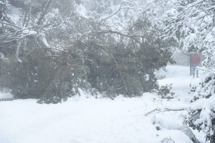 L'albero caduto e, sotto, tutte le foto della nevicata