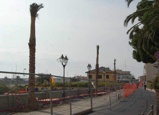 Sanremo: perchè le palme e non altre piante? Nuova domanda da una nostra lettrice Sanremo: perchè le palme e non altre piante? Nuova domanda da una nostra lettrice