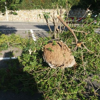Diano Castello: giardiniere assalito da diverse vespe velutina. Immediato l'intervento di una squadra della Protezione Civile di Cervo
