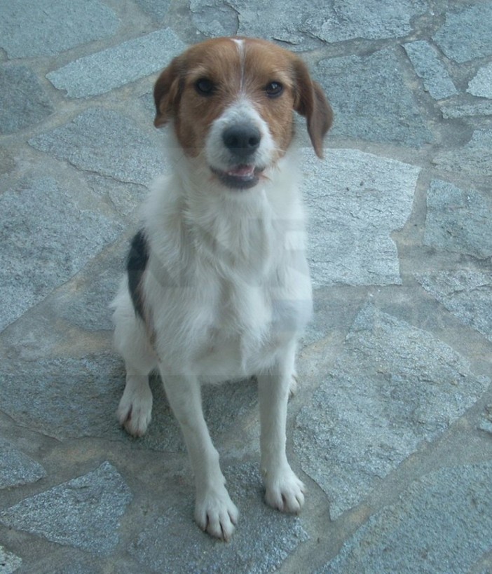 Camporosso: ritrovata Nala, la cagnolina persa venerdì scorso. La gioia della proprietaria