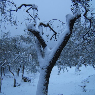 Le splendide e suggestive immagini di un nostro lettore alla nevicata di San Bartolomeo al Mare Le splendide e suggestive immagini di un nostro lettore alla nevicata di San Bartolomeo al Mare