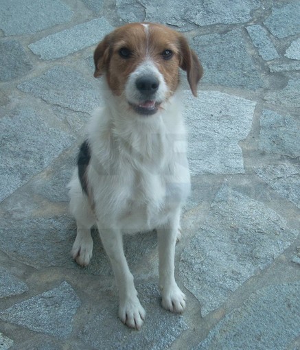 Camporosso: ritrovata Nala, la cagnolina persa venerdì scorso. La gioia della proprietaria