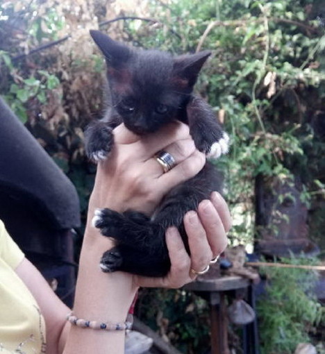 Sanremo: due gattini neri aspettano di essere adottati