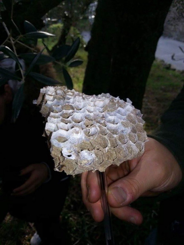 Ceriana: i Volontari della Protezione Civile distruggono alcuni nidi di 'Vespa velutina' sul territorio Ceriana: i Volontari della Protezione Civile distruggono alcuni nidi di 'Vespa velutina' sul territorio