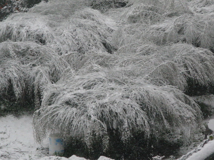 Neve e ghiaccio sui campi agricoli: la preoccupazione dell'Anga di Imperia