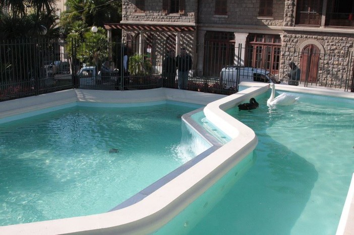 Sanremo: l'alimentazione dei cigni di Villa Ormond, la Albenga Fruit srl replica con alcune precisazioni Sanremo: l'alimentazione dei cigni di Villa Ormond, la Albenga Fruit srl replica con alcune precisazioni
