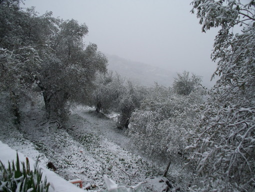 Diano Arentino: ecco le foto della nevicata sulle campagne della zona
