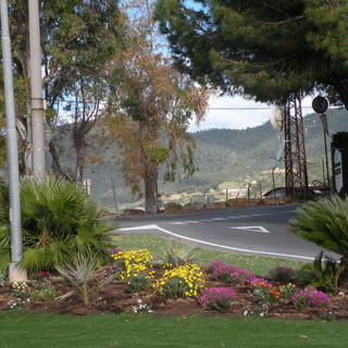 Sanremo: rubate 6 piante dalle aiuole spartitraffico appena terminate al bivio Coldirodi-Capo Nero