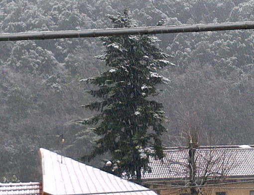 Maltempo sul ponente: ecco le foto della nostra lettrice Laura della fitta nevicata a Pigna