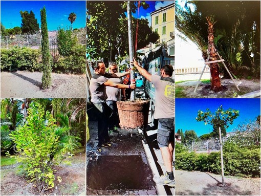 Cresce il patrimonio ‘green’ di Sanremo: a fronte di 21 abbattimenti sono stati piantati 85 nuovi alberi Cresce il patrimonio ‘green’ di Sanremo: a fronte di 21 abbattimenti sono stati piantati 85 nuovi alberi
