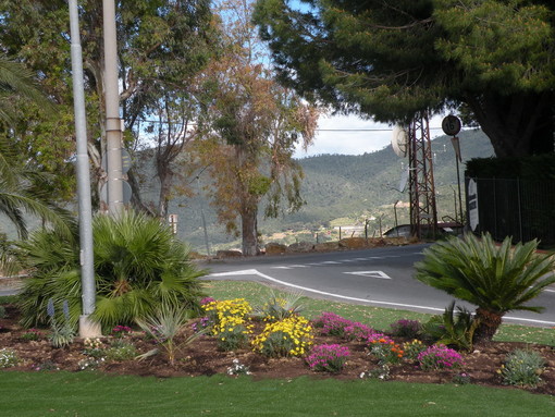 Sanremo: rubate 6 piante dalle aiuole spartitraffico appena terminate al bivio Coldirodi-Capo Nero