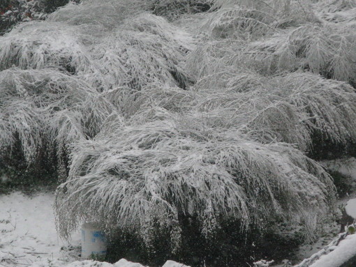 Neve e ghiaccio sui campi agricoli: la preoccupazione dell'Anga di Imperia