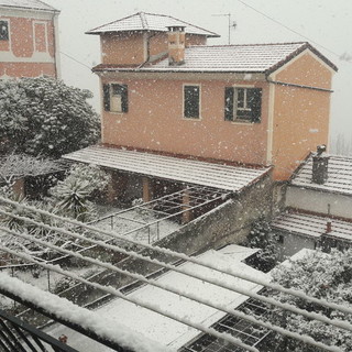La mimosa sotto la neve