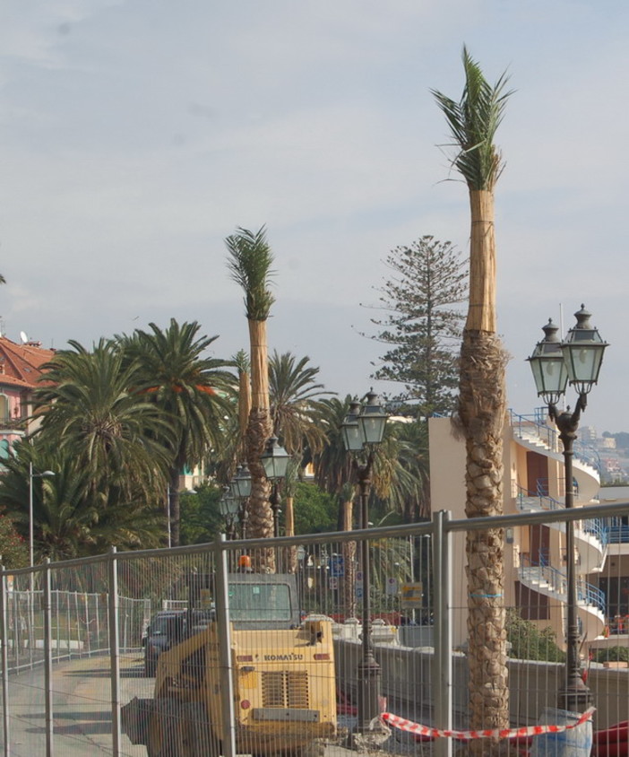 Bordighera: nasce 'A Cumpagnia d'a Parmura' per preservare e valorizzare le palme