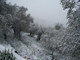 Diano Arentino: ecco le foto della nevicata sulle campagne della zona