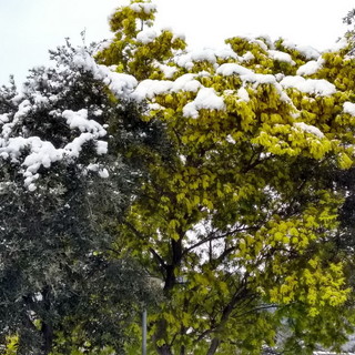 La mimosa coperta dalla neve a Camporosso