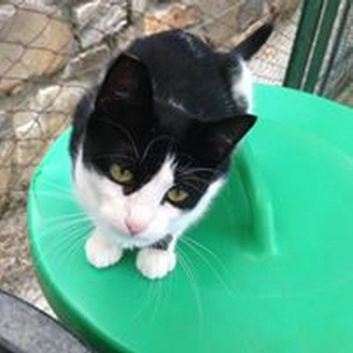Enpa di Sanremo: la dolce gattina Nana ha bisogno di essere adottata
