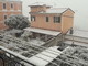 La mimosa sotto la neve La mimosa sotto la neve