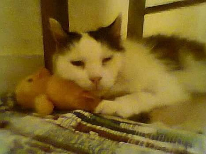 Montalto Ligure: Oliver, gattone di 15 anni è stato adottato Montalto Ligure: Oliver, gattone di 15 anni è stato adottato