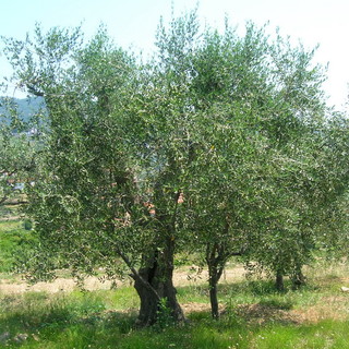 Imperia: in frazione Torrazza uno 'scempio' di ulivi, razziati 150 alberi in una campagna abbandonata