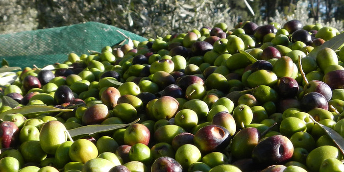 Diano Marina, raccolta delle olive, l'attacco di Rifondazione Comunista alle categorie: "Stabilire il prezzo è sconcertante, decisione padronale"
