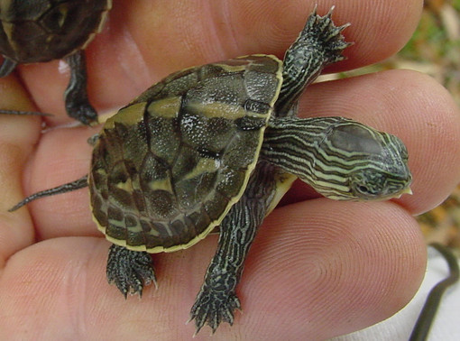 Un esemplare di tartaruga tropicale 'Ocadia sinensis'