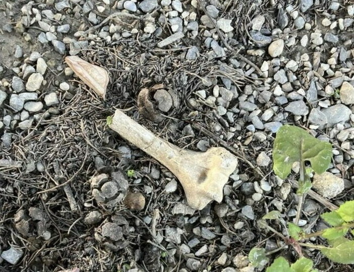 Ventimiglia, ossa umane nel cimitero di Roverino. L'assessore Calimera: "Episodio isolato"