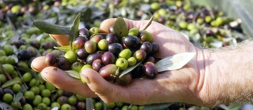 Imperia: guerra dell'olio, il Ministero inserisce la Taggiasca nel Registro Nazionale delle piante da frutto
