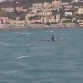 E' morto il piccolo di orca avvistato nei giorni scorsi nel golfo di Genova: l'annuncio del Tethys Research Institute