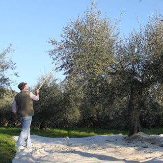 La Taggiasca regina delle guide Gambero Rosso e Slow Food La Taggiasca regina delle guide Gambero Rosso e Slow Food