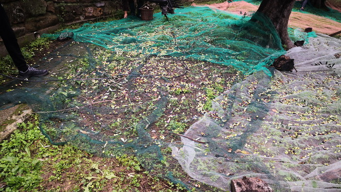 Coldiretti Imperia: incontro con i sindaci della provincia per il futuro dell’agricoltura locale Coldiretti Imperia: incontro con i sindaci della provincia per il futuro dell’agricoltura locale