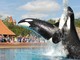 Costa Azzurra: al parco di Marineland un'orca ha imparato a pronunciare alcune parole inglesi