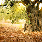 Oliveti abbandonati, in Liguria è quasi metà del patrimonio. L'allarme dal settore anche in provincia di Imperia: "Serve una politica seria" Oliveti abbandonati, in Liguria è quasi metà del patrimonio. L'allarme dal settore anche in provincia di Imperia: "Serve una politica seria"
