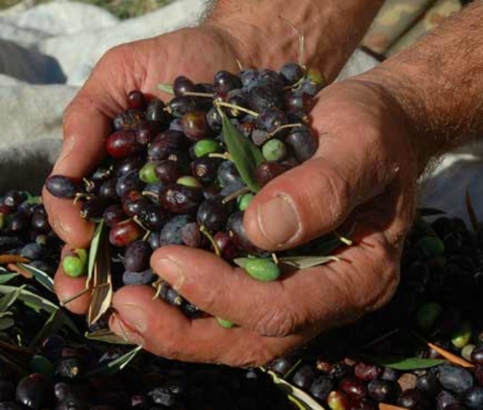 Imperia: oliva taggiasca in salamoia, il Progetto CSOT punta a migliorare la qualità del prodotto