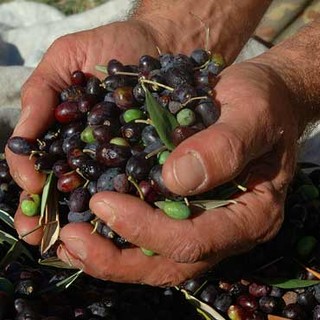 Imperia: oliva taggiasca in salamoia, il Progetto CSOT punta a migliorare la qualità del prodotto