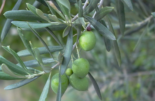 Questa sera e domani sera la Cooperativa Floricoltori terrà due incontri tecnici sulla concimazione dell'olivo