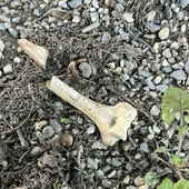 Ventimiglia, ossa umane nel cimitero di Roverino. L'assessore Calimera: "Episodio isolato"