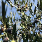 "Senza programmazione si rischia di rovinare l'olio", scatta l'allarme frantoi nell’Imperiese "Senza programmazione si rischia di rovinare l'olio", scatta l'allarme frantoi nell’Imperiese