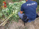 Isolabona: importante operazione antidroga della Polizia, scovata piantagione di marjiuana, sequestrato 1,5 kg di droga (Foto e Video) Isolabona: importante operazione antidroga della Polizia, scovata piantagione di marjiuana, sequestrato 1,5 kg di droga (Foto e Video)