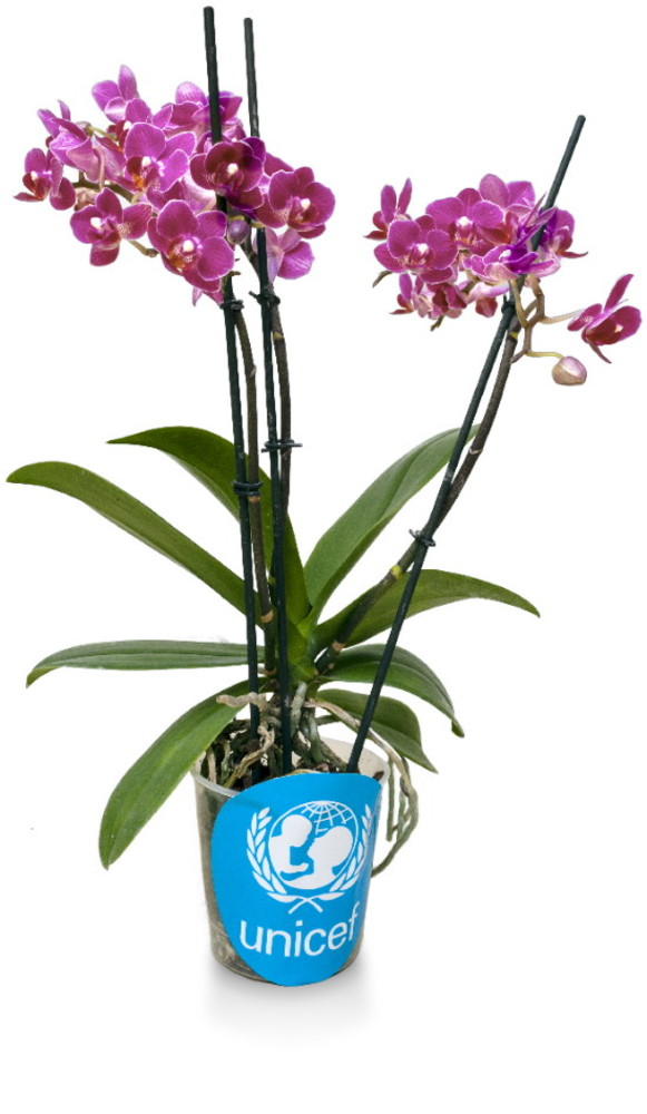 Ventimiglia: ‘Orchidea Unicef’ per i bambini, l'amministrazione Ioculano aderisce all'iniziativa Ventimiglia: ‘Orchidea Unicef’ per i bambini, l'amministrazione Ioculano aderisce all'iniziativa