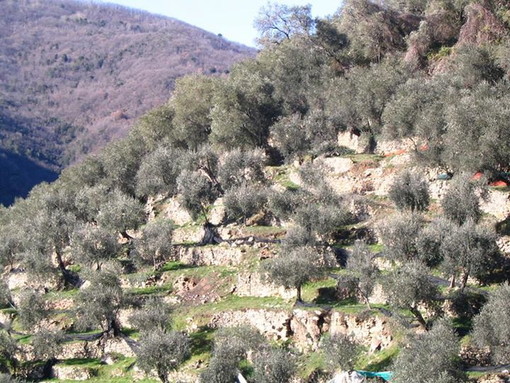 Patto di Filiera dell’olio DOP Riviera Ligure 2015/2016: stabiliti i prezzi di olio e olive per la stagione