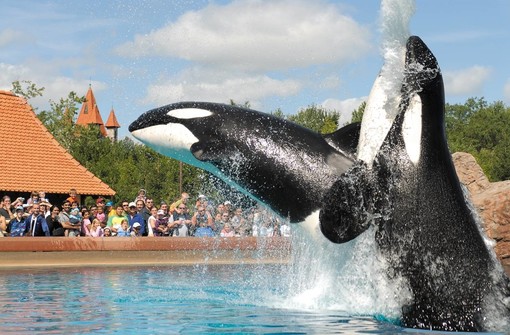 Costa Azzurra: al parco di Marineland un'orca ha imparato a pronunciare alcune parole inglesi Costa Azzurra: al parco di Marineland un'orca ha imparato a pronunciare alcune parole inglesi