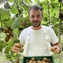 Kiwi giallo Haegeum, la nuova frontiera della frutticoltura piemontese Kiwi giallo Haegeum, la nuova frontiera della frutticoltura piemontese
