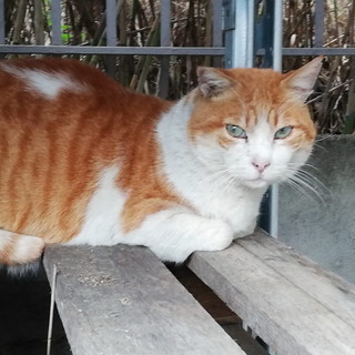 Sanremo; il gattone Orso ha bisogno di un'adozione del cuore