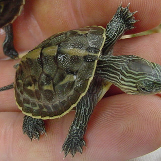 Un esemplare di tartaruga tropicale 'Ocadia sinensis'