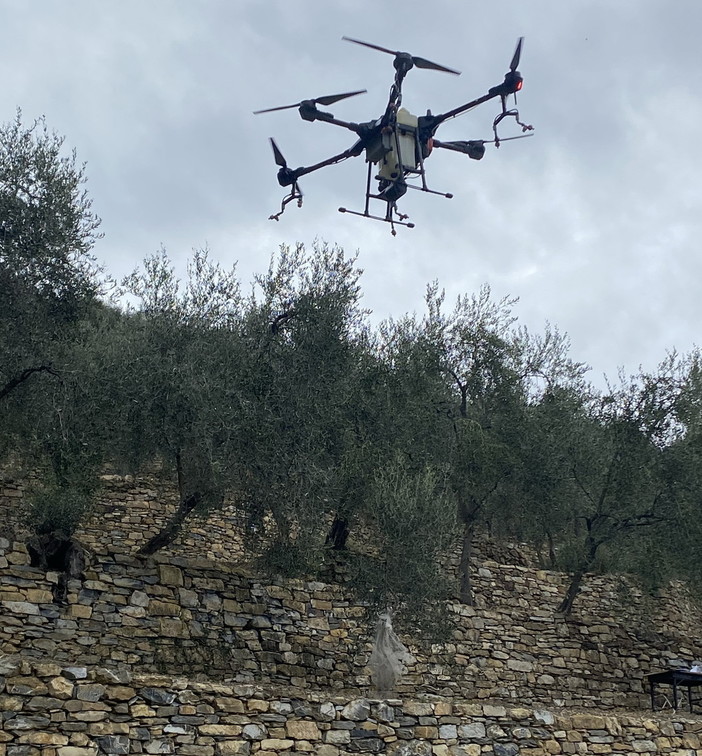 Droni per difendere l'olivicoltura dell'entroterra di Imperia Droni per difendere l'olivicoltura dell'entroterra di Imperia