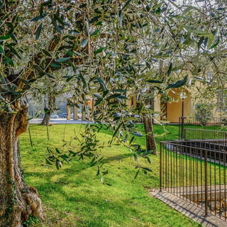 Olive taggiasche in vasetto: in cucina non si può farne a meno, la cura della coltivazione Raineri