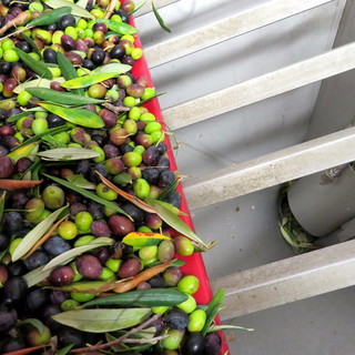 Nasce l'olio extravergine di oliva DOP Riviera Ligure-Riviera dei FIori 'Notturno' di Bassan (foto)