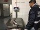 'Autunno caldo': operazione della Guardia Costiera, nella nostra provincia scoperto tonno rosso illegale 'Autunno caldo': operazione della Guardia Costiera, nella nostra provincia scoperto tonno rosso illegale